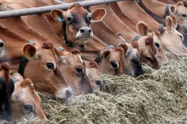 Beef cattle breeding business plan