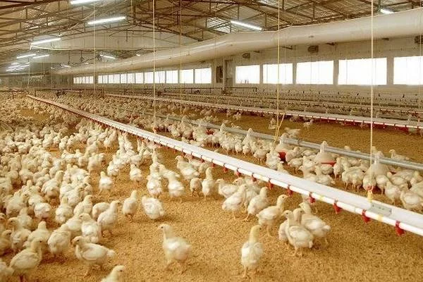 Broiler chicken production business plan
